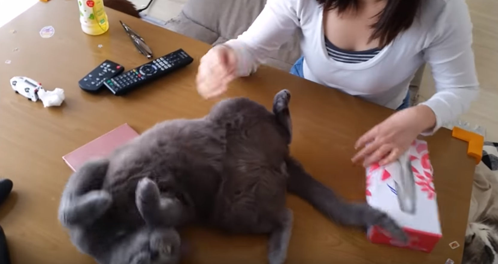 すずまろとこけ助パパの嫁